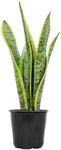 Live Snake Plant, Sansevieria trifa