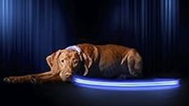 Illumiseen LED Dog Leash - USB Rechargeable - Available in 6 Colors & 2 Sizes - Makes Your Dog Visible, Safe & Seen