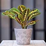 All Occasions, Prayer Plant, Maranta Fascinator, Perfect House, Kitchen and Living Room, Perfect for Clean Air, Delivered Next Day Prime