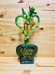 Live Lucky Bamboo Plant Heart Shape in I Love You Ceramic Vase