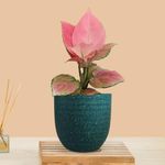 Greenkin Aglaonema Pink Anjamani Live Plant in Eco Pot | Indoor Plants for Living Room | Small Plants for Home Decor | Air purifying Indoor Plants (Green)