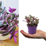 Tradescantia Nanouk - Fantasy Venice - 10-20cm in Height inc Pot - Colourful and Low Maintenance (1 Plant)