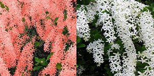 ShopCaart petrea volubilis Vine Combo Plant Red & White Wealth Creeper Sand Paper Vine (2 Small Size Baby Live Plant, with Plastic grow bag)