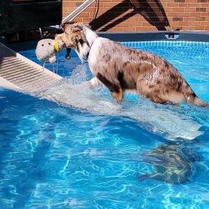 PetStep Do