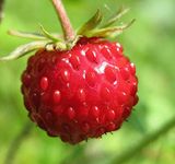 Big Pack - (5,000) Wild Strawberry,