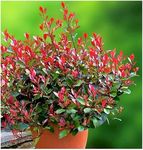 Photinia x Fraseri 'Little Red Robin' | Evergreen Shrub | Pot Plant