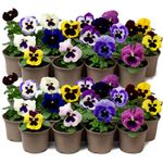 9 x Jumbo Flowering Pansies - Grow Your own Winter Flowering Bedding, Garden Ready & Each Delivered in Plant Pot, Outdoor Plants Great for Hanging Basket or Gifts