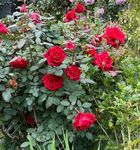 Mphmi Store Live Plant Nursery Plants Flowers Rose garden Climbing rose