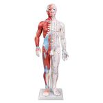 66fit Acupuncture and Muscle Male Model - 60cm, White