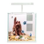 QANVEE Betta Clown Fish Tank Aquarium Starter Kits 2 Gallon Small Glass Desktop Fish Tank with LED Light and Utra Quiet Water Pump Filter (Fresh Water White)