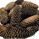 Set of 18 Natural Brown Spruce Pinecones Decorating Accessories Crafting DIY Fall Thanksgiving Christmas Decorations Product of USA