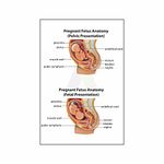 Anne Print Solutions® Pregnant fetal anatomy Poster (Without Frame) For Hospital Poster | Nursing Home Poster Pack Of 1 Pcs Size 13 Inch X 19 Inch* Multicolour