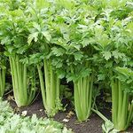 Aero Seeds Celery 100 Seeds