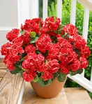 Artificial Geraniums Fake Flowers f