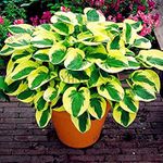 150pcs/bag beautiful Hosta Plants Perennials Lily Flower Shade Hosta Flower Grass Seeds Ornamental Plants Home Garden