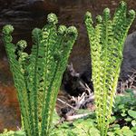 Outdoor Ferns Shuttlecock Fern Plan