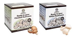 Merryhill Mushrooms - Grow Your Own Fresh Chestnut And White Mushroom Growing Kits | Perfect Indoor Gardening Gift (Chestnut And White Mushroom Kit)