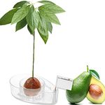 AvoSeedo Bowl Grow Your Own Avocado Tree, Evergreen, Perfect Avocado Tree Growing Kit for Every Avocado Lover - Transparent