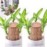 Brazilian Lucky Wood Good Luck Live Plant Lucky Brazil Wood Potted Plant | Healthy Indoor Live Lucky Brazilian Wood Plant for Living Room | Feng Shui Plant | without Pot - (Pack of 2)