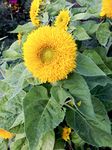 Suttons Sunflower Seeds Teddy Bear, Sun Flower Seeds, Helianthus, Ideal for Containers, Greenhouses, Beds and Borders, 35 Seeds per Pack