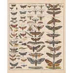 Meishe Art Poster Print Vintage Moth Insects Breeds Identification Reference Chart Species Collection Entomology Diagram Classroom Club Wall Decor