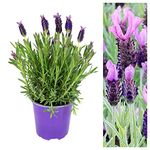 Lavender Anouk Butterfly Lavender Bush in a 14cm Pot - Perfect for Patio Pots Or Garden Borders
