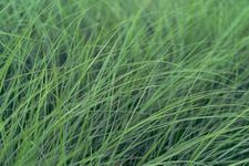 Hundredfold Blue Grama Grass 1000 Seeds – Canada Native Perennial, Beautiful Foliage, Excellent for No-mow Lawn & Lawn Alternative