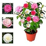 Camellia Japonica Plant Tricolour Red, White & Pink in One Pot - Evergreen Shrub - Rare Variety of Camellia Japonica Plant 30-50 cm in Height (Regular Packaging)