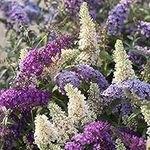 THOMPSON & MORGAN Buddleia Tricolour Bush