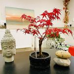 Bonsai Trees For Sale Indoor