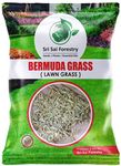 Pennington Shade Grass Seeds