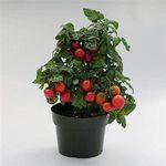 Tomato Seeds Tiny Tim - Heirloom Micro Dwarf Cherry Tomato Plant Seed