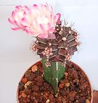 GREEN PARADISE® New Flowering Moon Cactus Live Plant with Pot