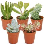 GardenersDream 5 Different Succulent Plants - Real Indoor Plants for Desks, Shelves, and Windowsills - Healthy and Lively Air Purifying Plants - Great Gifts for Plant Lovers (5–25 cm)