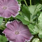 Outsidepride 100 Seeds Annual Ipomoea Nil Morning Glory Chocolate Climbing Vine Flower Seeds for Planting