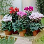 Cyclamen Potted Plants | Vibrant Large Flowering Tuberous Perennial (9cm, 6 Plants)