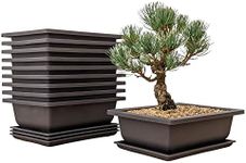 Bonsai Tra