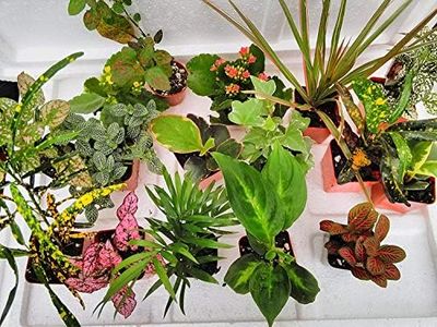 Terrarium & Fairy Garden Plants - 10 Plants in 2.5" pots Unique-Jmbamboo