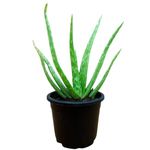 Aloe Vera Plant in Pot, Real Live Pure Aloe Vera Plant for Face Both Men and Women Uses Pack With Black Plastic Pot indoor plants (Green)