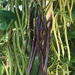 Climbing Bean Mixed Half-Hardy Annual Phaseolus vulgaris Seeds (45 Seeds) by Thompson and Morgan