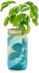 Modern Sprout New & Improved Mason Jar Grow Set, Indoor Herb Garden, Seed Starter Set, Organic Seeds, Hydroponic Growing (Basil)