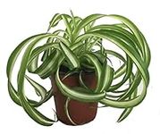 Bonnie Curly Spider Plant - Easy - Cleans The Air - 4" Pot - Grown by Hirt's Gardens