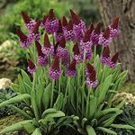 You Garden - 3 x Red Hot Poker Perennial 'Primula vialii' in a 9cm Pot - Set of 3 Established Plants in 9cm Pots - Herbaceous Perennial Costal Plant for Gardens