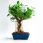 Abana Homes® 12 Years Old Banyan Bonsai Tree with Aerial Roots, Auspicious Ficus Species for Home Indoor, Height: 35-40 cm