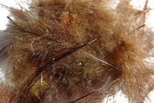 Pechetruite 1g - CDC (Cul de Canard) Feathers - BROWN - For fly tying