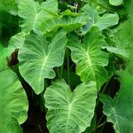 5X Colocasia Esculenta Elephant Ear Eddoe Bulbs Tuber Plant Taro Eddo Root arbi edoe