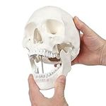 Axis Scientific Human Skull Model L