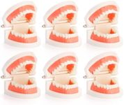 ZENFUN 6 Packs Dental Teeth Model, Dental Demonstration Model for Study, Standard Teeth Models, Plastic Mouth Model, Fake Mouth for Teaching, Dentist, Dental Students, Clean Display