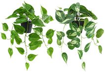 ALAGIRLS 2 Pack Artificial Plant for Home Decor Indoor Outdoor, Small Fake Hanging Plant with Mini Plastic Pot, Faux Potted Ivy Pothos Plant for Desk Shelf Bathroom Farmhouse Wall Garden Decoration