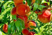 Expensive Peach Hybrid Fruit Plant & Tree For Home Gardening (1.5-3.5 Ft Plant Hight) Peach 2 Years Old Healthy Fruit Plant (Pack Of 1)